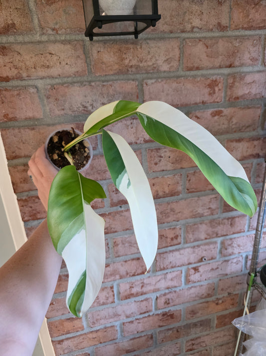 Epipremnum Giganteum Albo 'White Pearl'