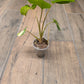 Homalomena Rubescens Aurea