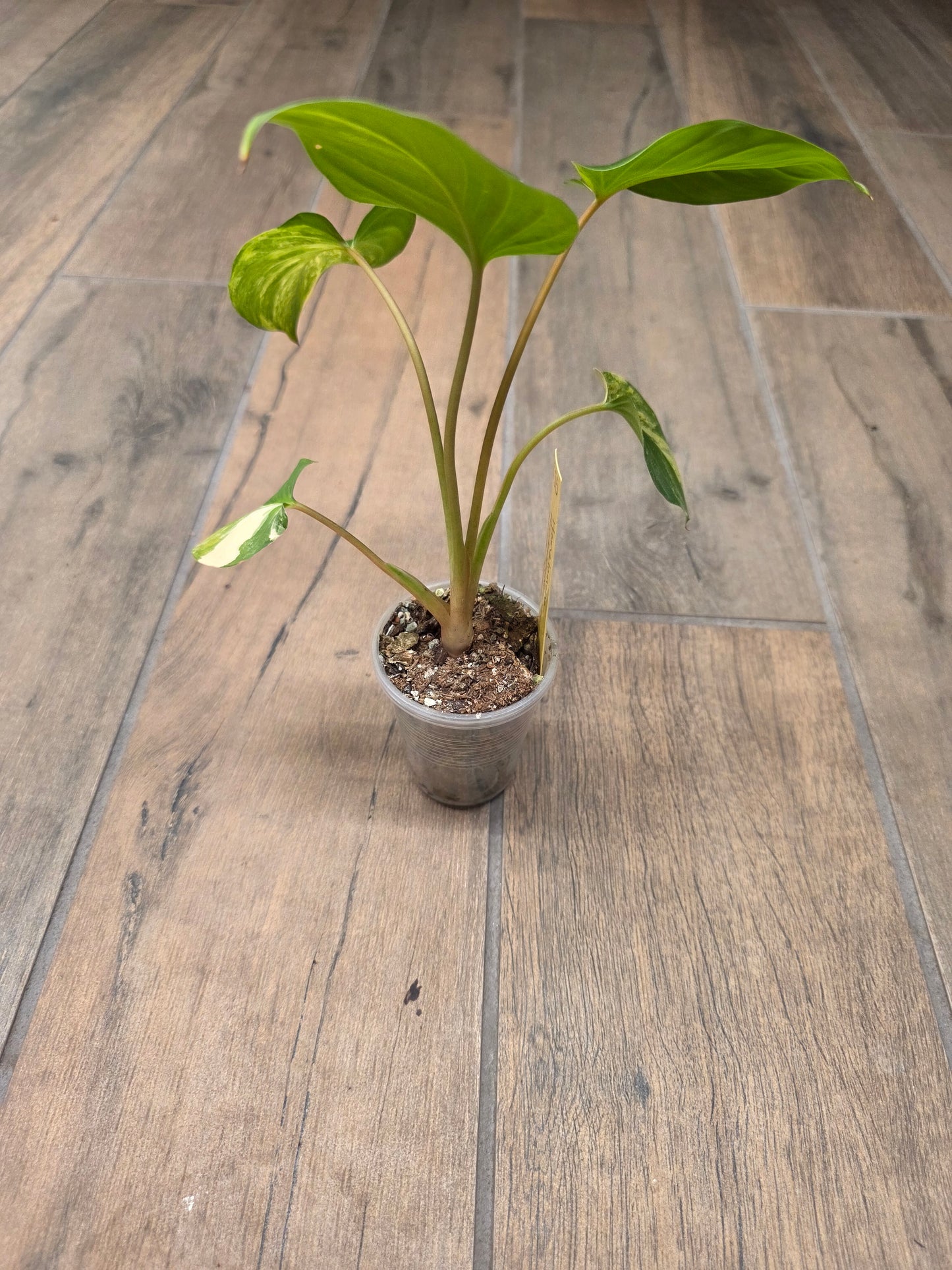Homalomena Rubescens Aurea