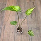 Alocasia Shock Treatment Variegated