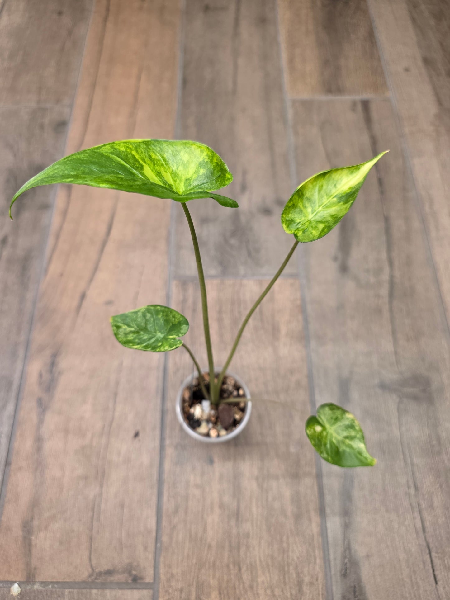 Alocasia Shock Treatment Variegated