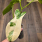 Philodendron Paraiso Verde X FL Beauty 'Aquarius'