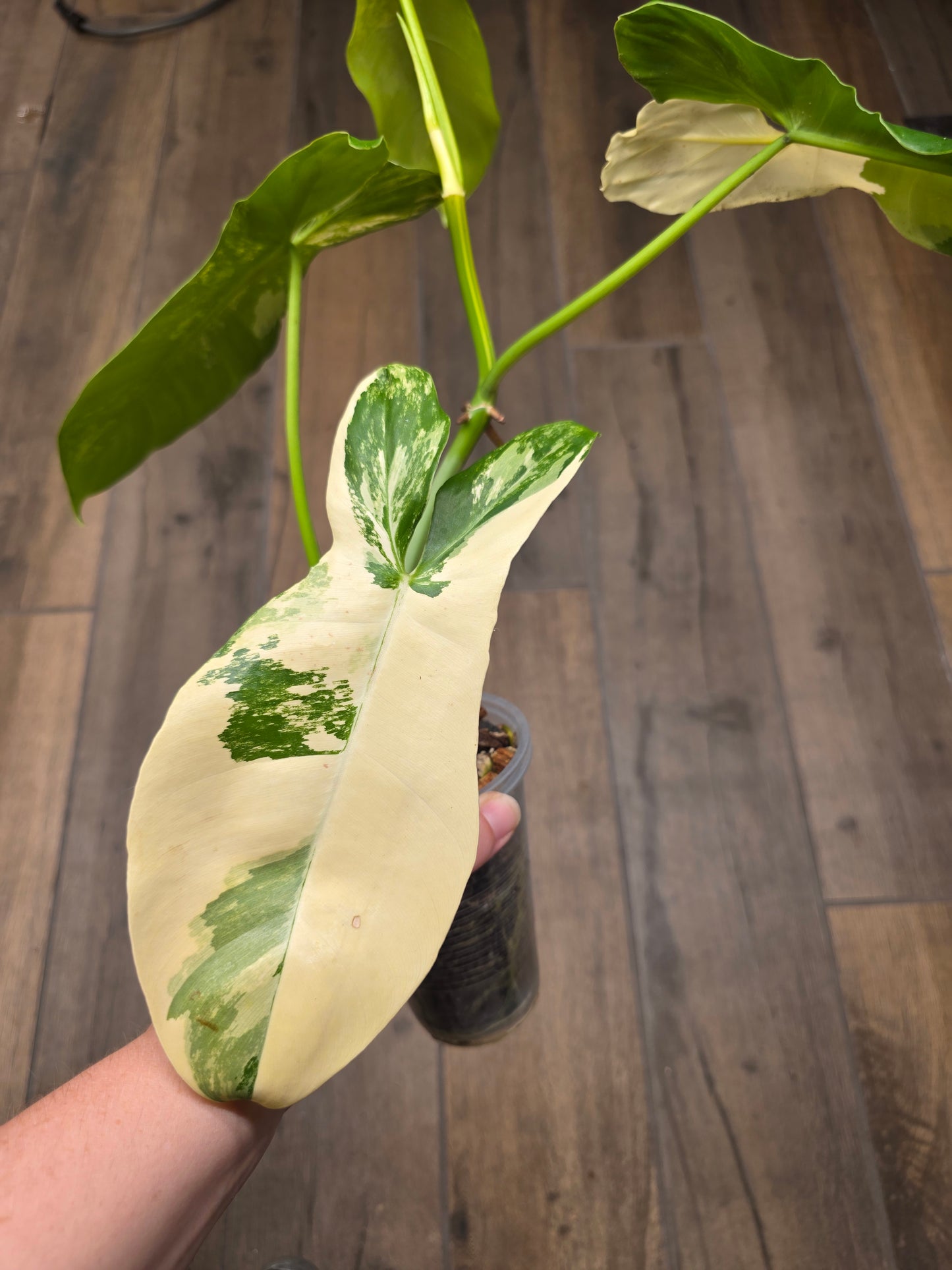 Philodendron Paraiso Verde X FL Beauty 'Aquarius'