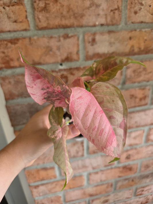 Syngonium Pink Spot Double Variegated