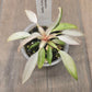 Philodendron Strawberry Marble