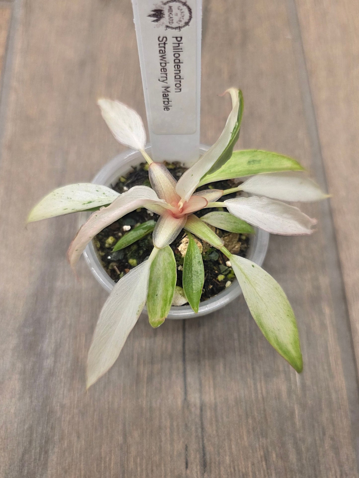 Philodendron Strawberry Marble
