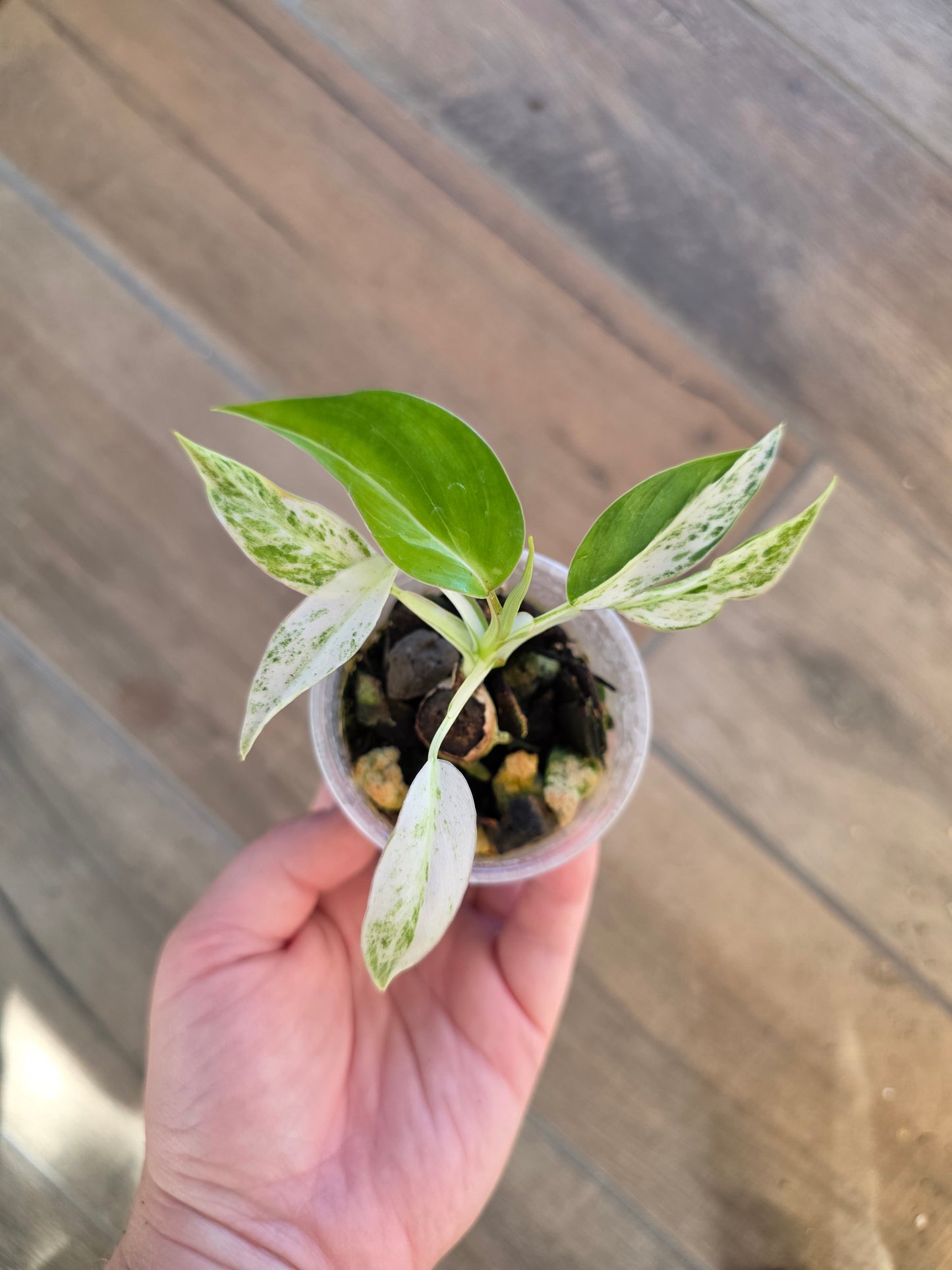 Philodendron Emerald Ice