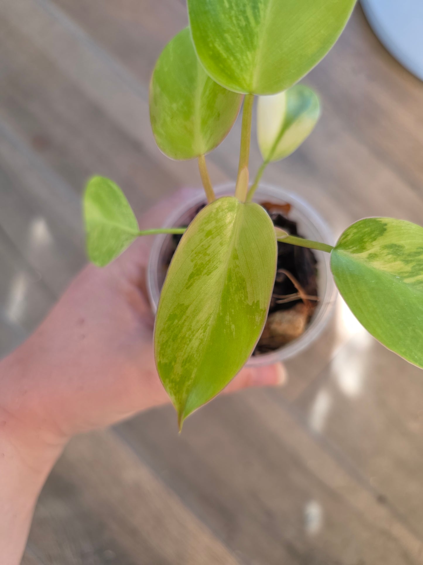 Philodendron Emerald Queen "Avocado Shake"