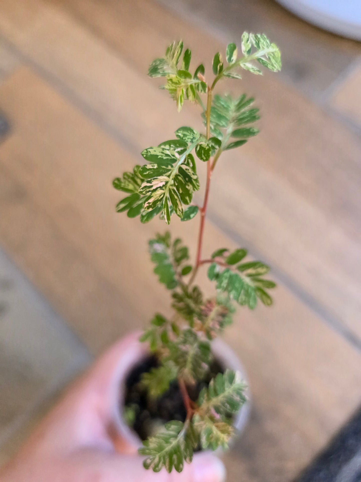 Phyllanthus Urinaria Pink Variegated (2 in 1)