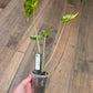 Alocasia Shock Treatment Aurea Variegated