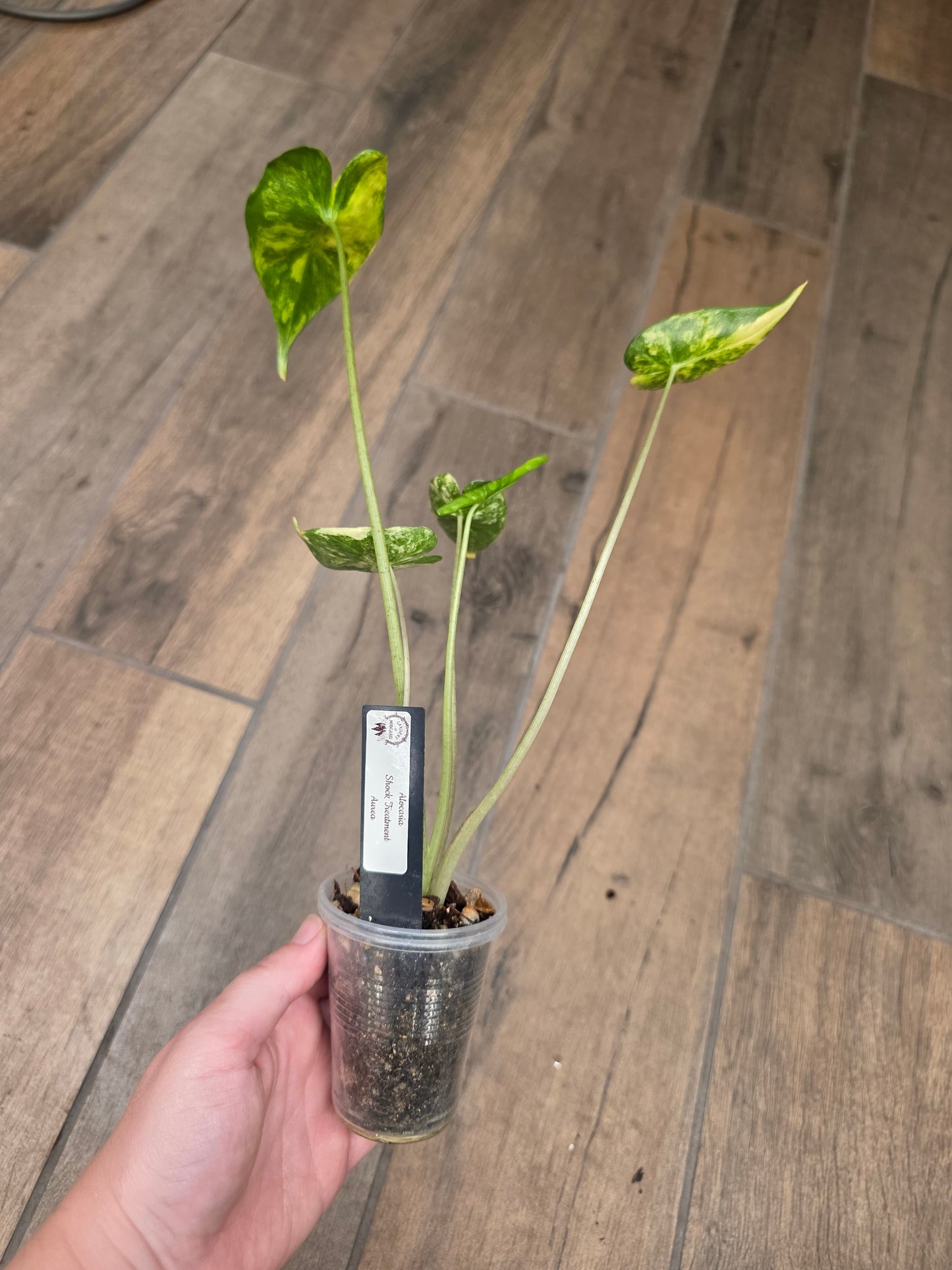 Alocasia Shock Treatment Aurea Variegated