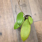 Hoya Bhutanica