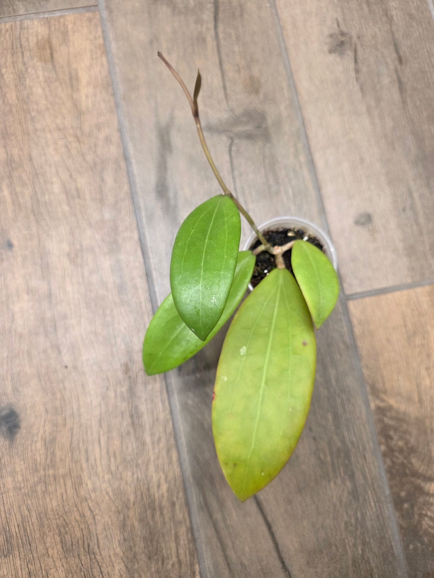 Hoya Bhutanica