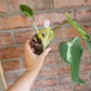 Philodendron Emerald Ice