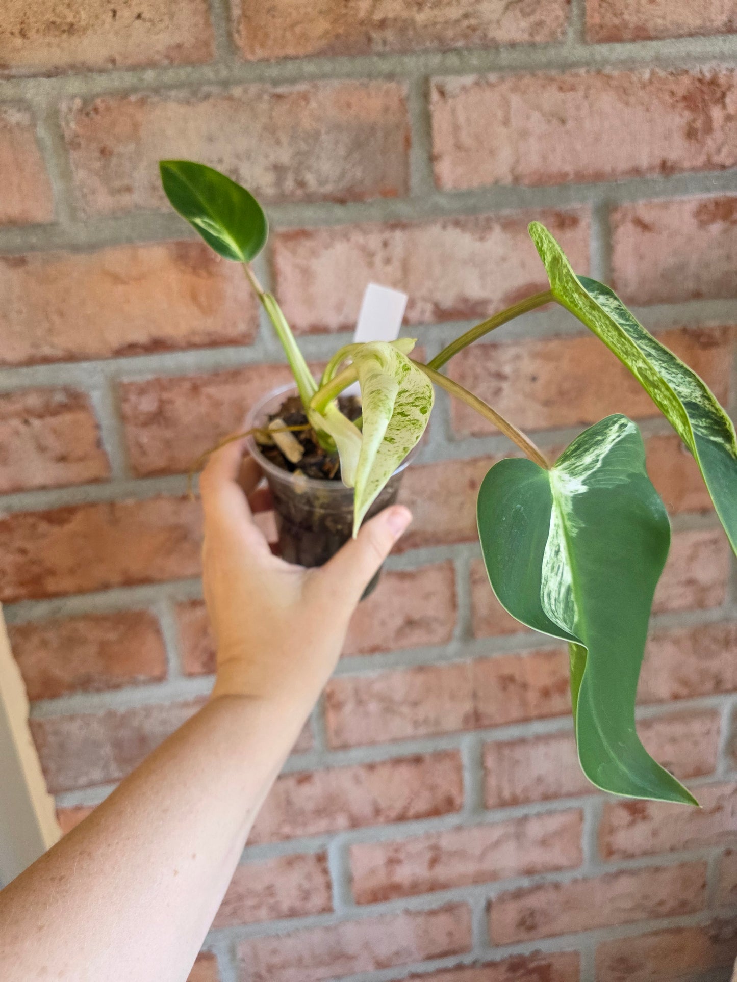 Philodendron Emerald Ice