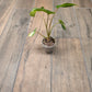 Homalomena Rubescens Aurea