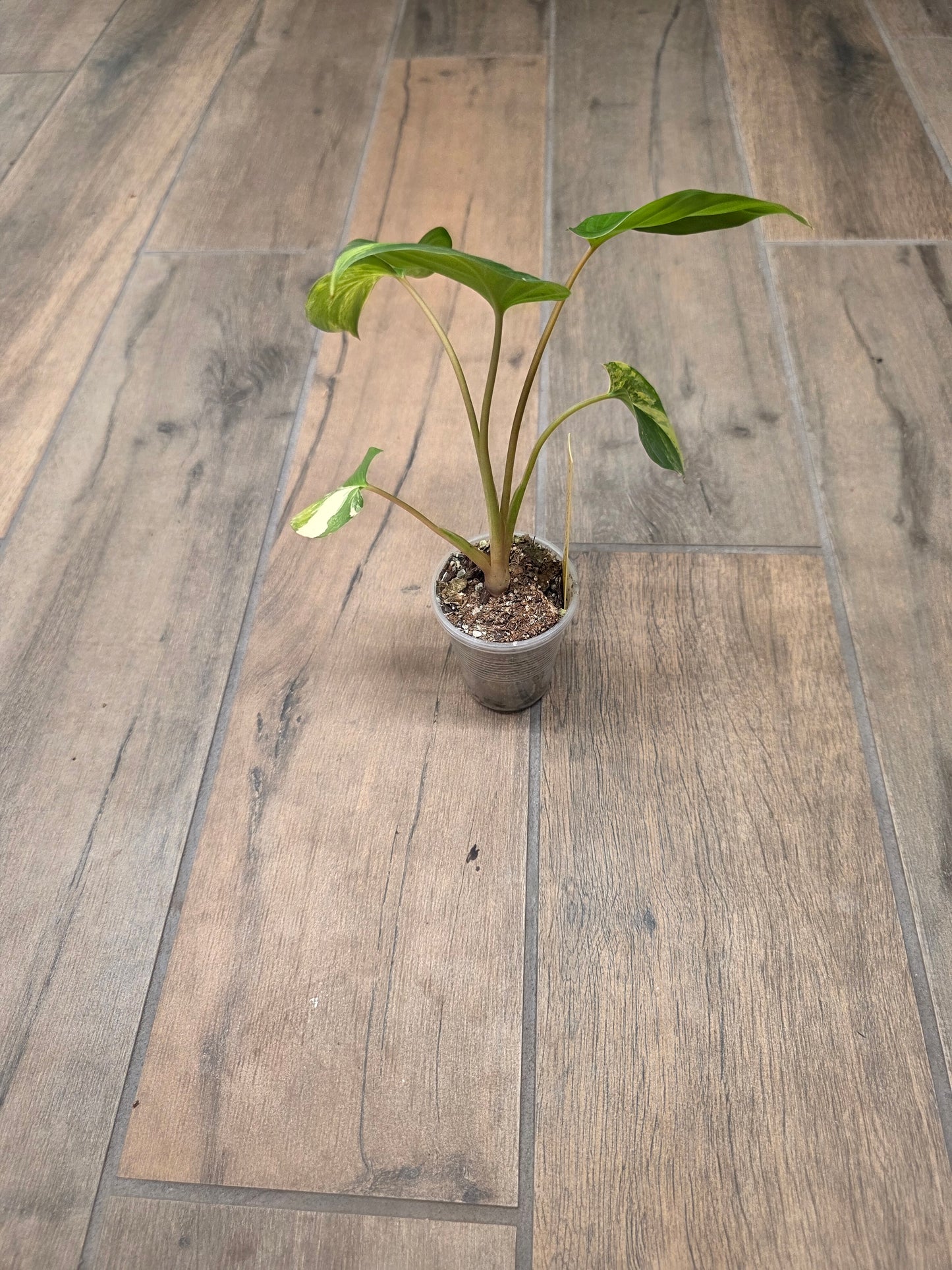 Homalomena Rubescens Aurea