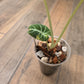 Alocasia Black Velvet Gold