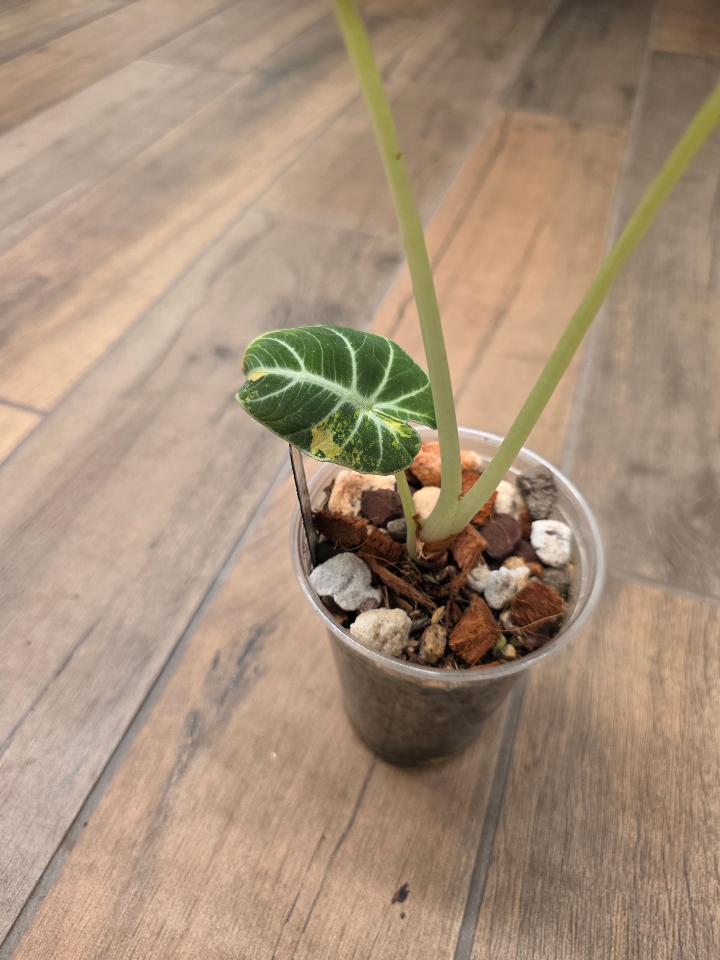Alocasia Black Velvet Gold
