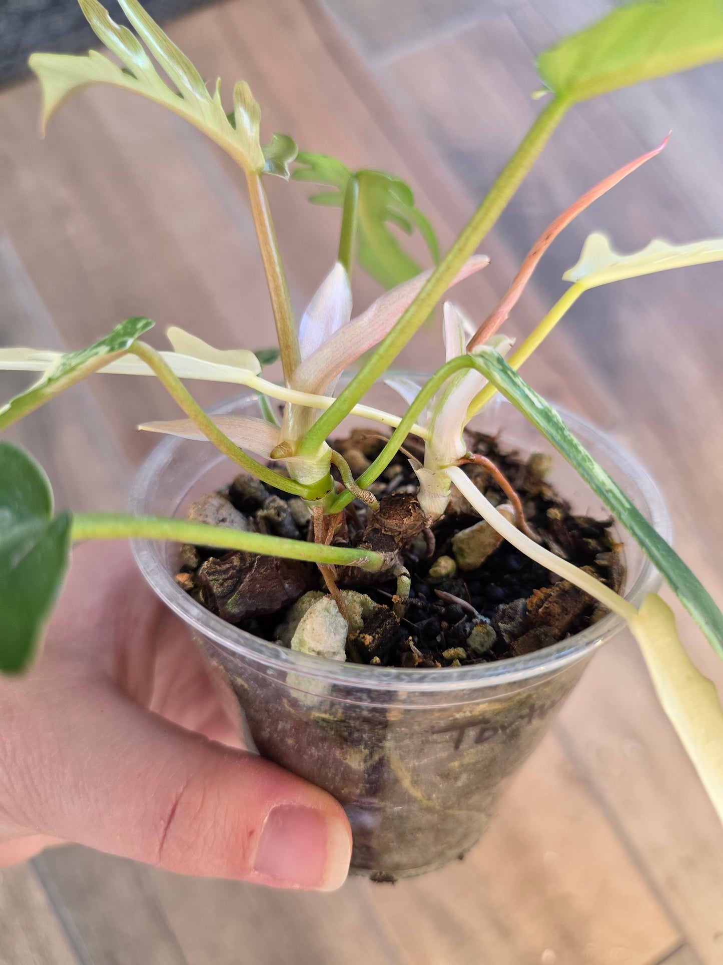 Philodendron Tortum X FL Beauty