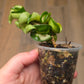 Hoya Compacta Moana Loa