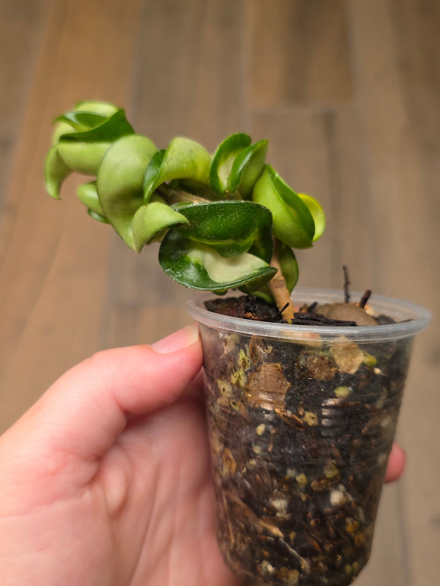 Hoya Compacta Moana Loa