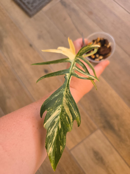 Philodendron Tortum X FL Beauty