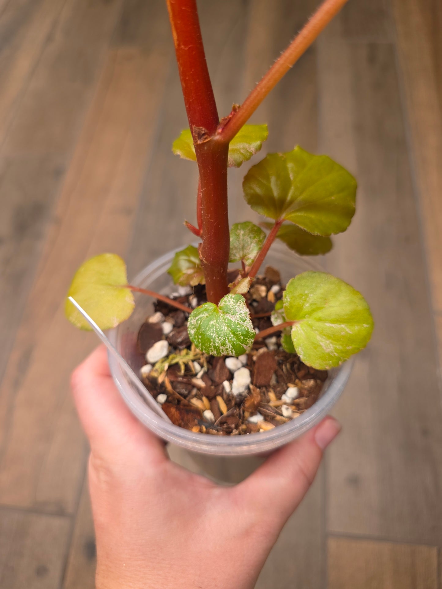 Begonia Cucullata Pink Variegated