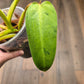 Philodendron Whipple Way