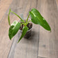 Philodendron Golden Dragon Albo Variegated