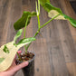 Philodendron Paraiso Verde X FL Beauty 'Aquarius'