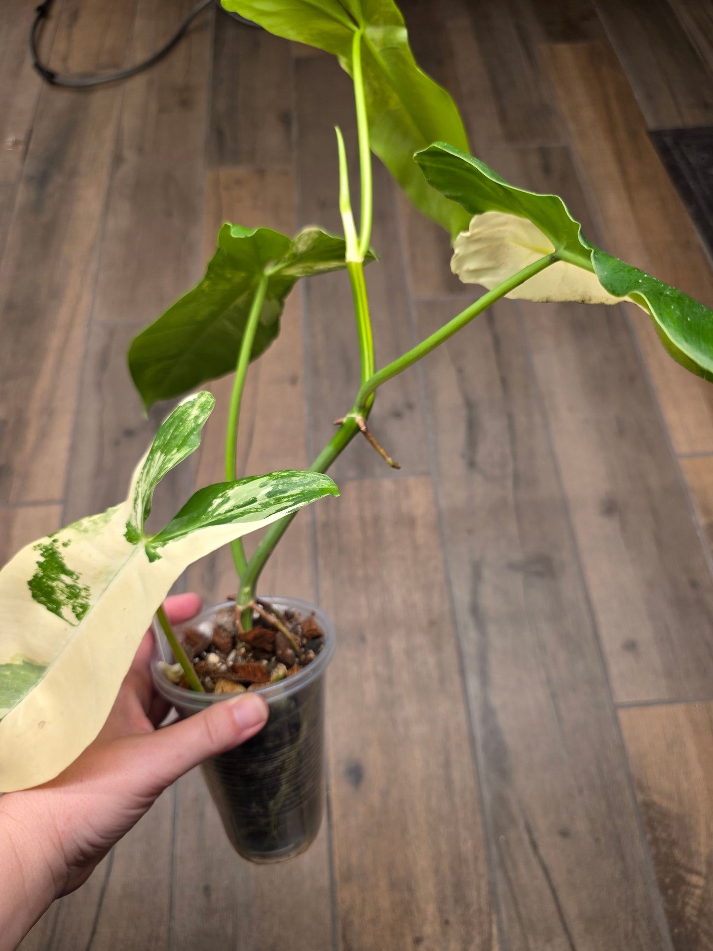Philodendron Paraiso Verde X FL Beauty 'Aquarius'