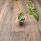 Alocasia Wentii Aurea