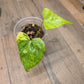 Anthurium Pterodactyl Variegated