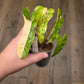 Philodendron Billietiae X FL Beauty Variegated 'Jennifer'