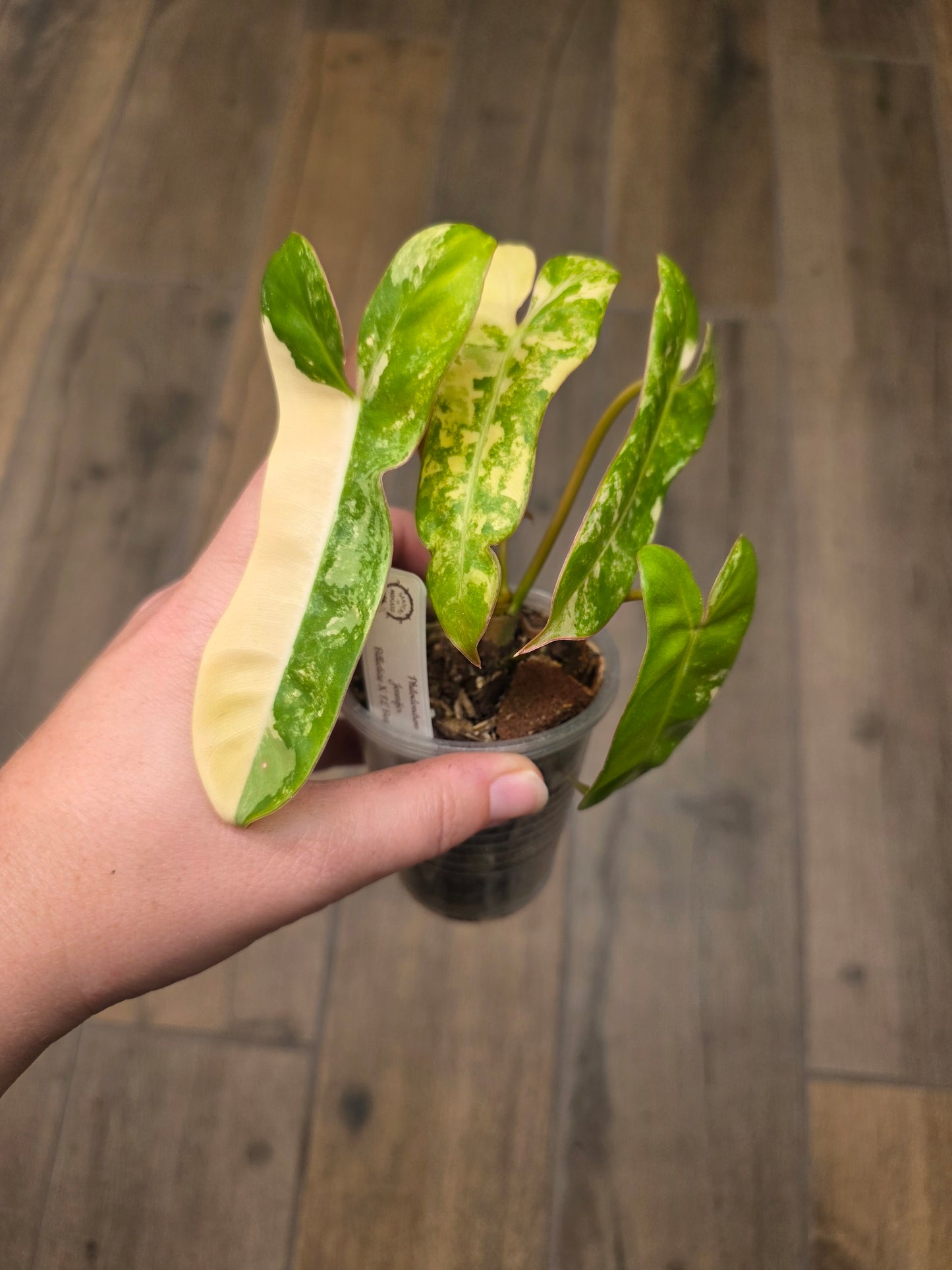 Philodendron Billietiae X FL Beauty Variegated 'Jennifer'