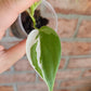 Philodendron Hederaceum Albo