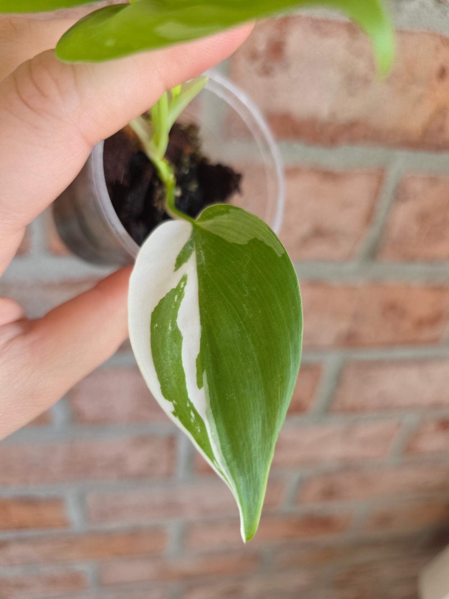 Philodendron Hederaceum Albo