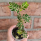 Phyllanthus Urinaria Pink Variegated