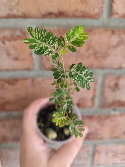 Phyllanthus Urinaria Pink Variegated