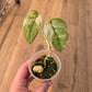 Scindapsus Salamount