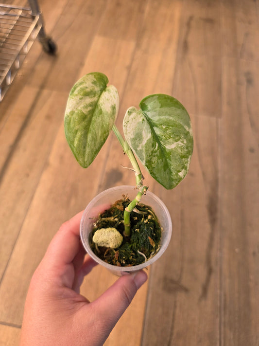 Scindapsus Salamount
