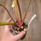 Philodendron Caramel Marble