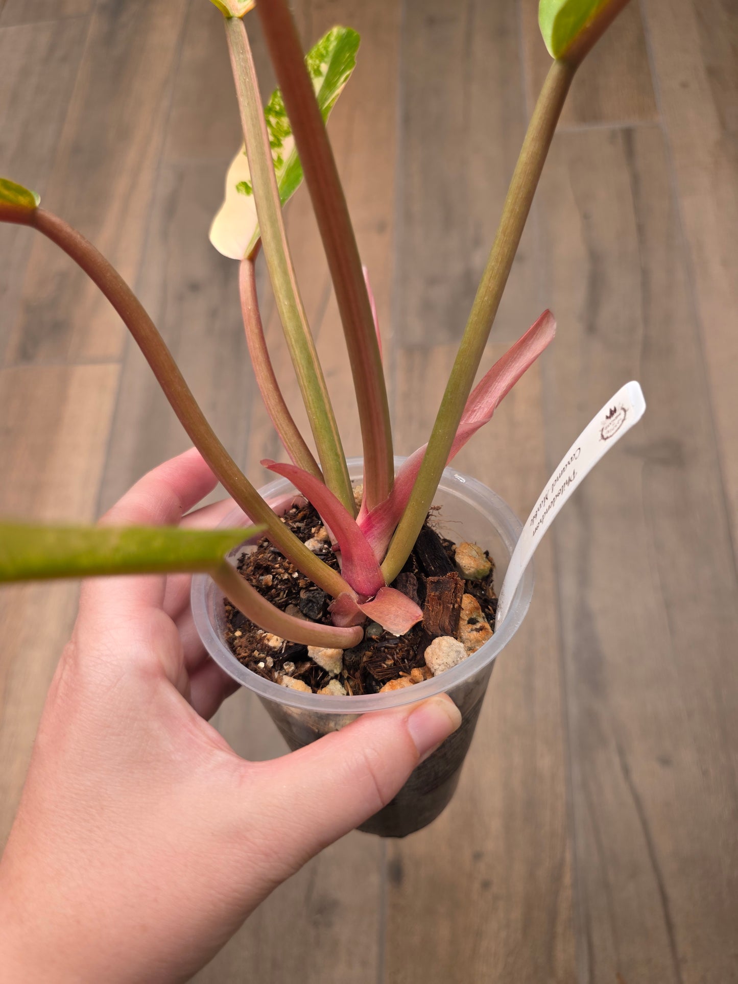 Philodendron Caramel Marble