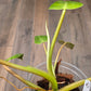 Philodendron Whipple Way