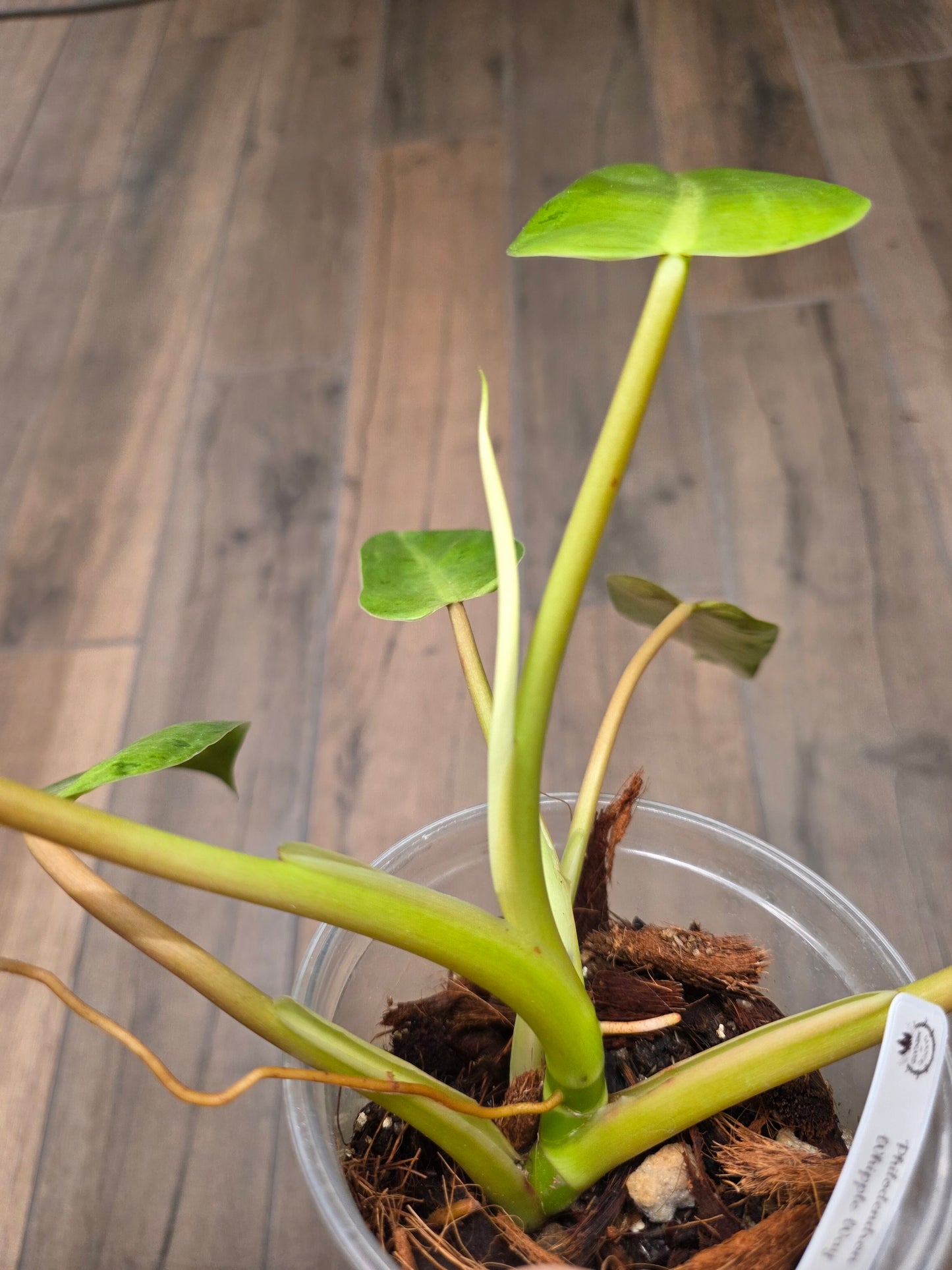 Philodendron Whipple Way