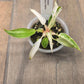 Philodendron Strawberry Marble