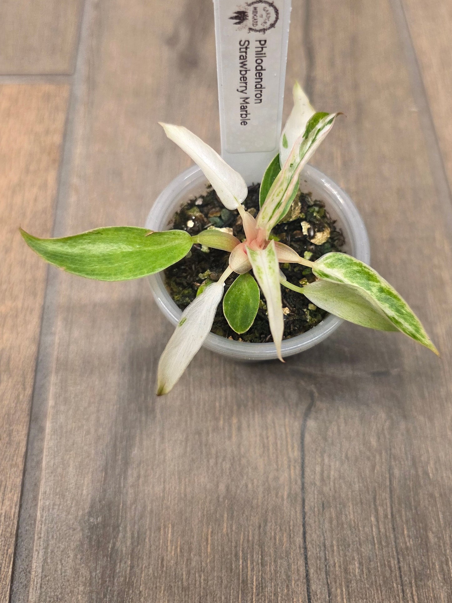 Philodendron Strawberry Marble
