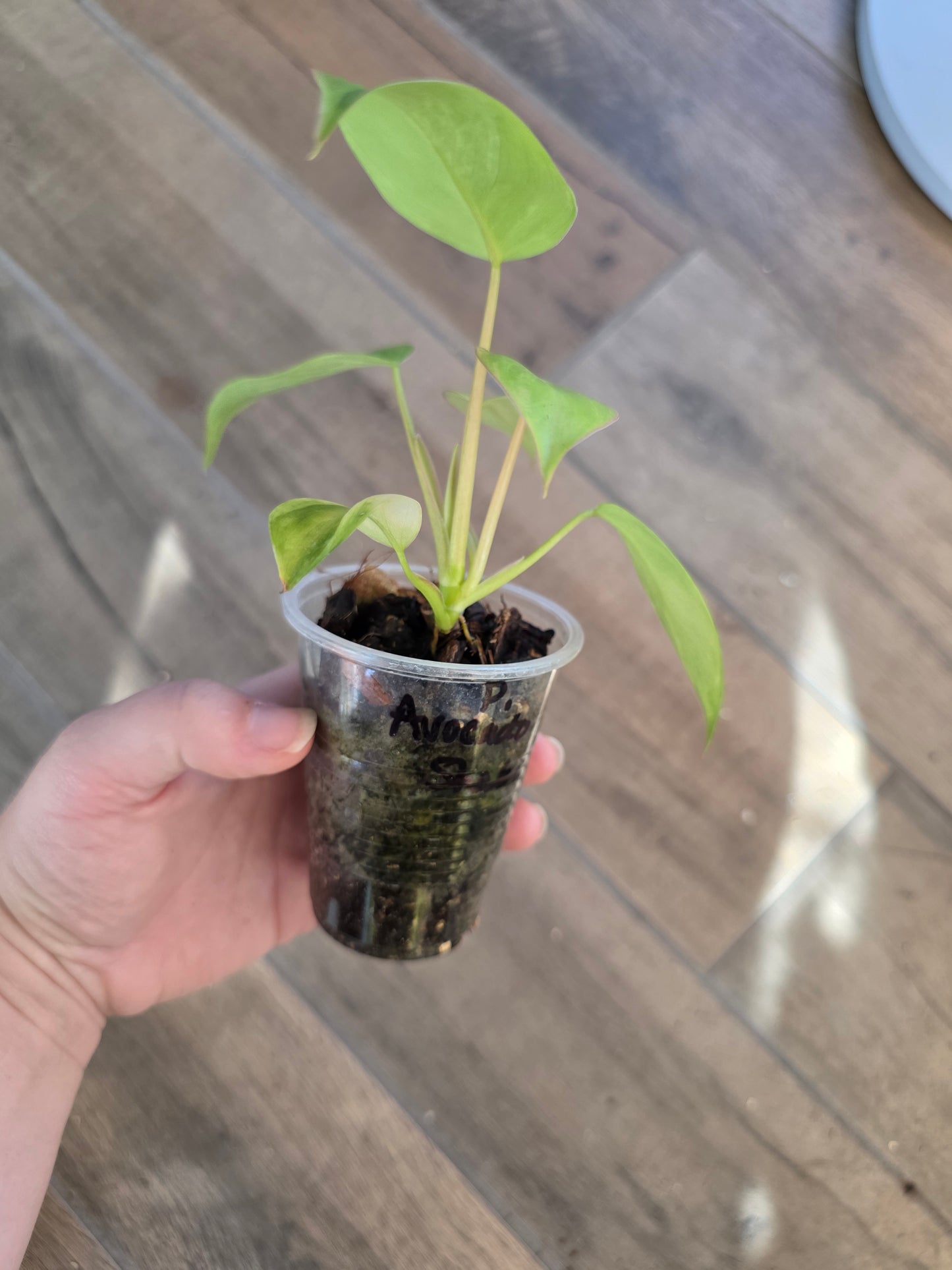 Philodendron Emerald Queen "Avocado Shake"