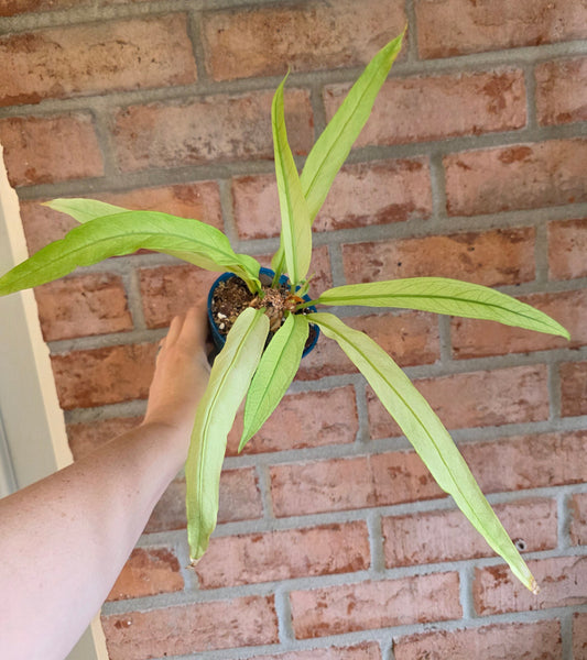 Anthurium Scorpiones Mint Variegated